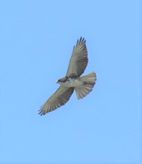 Buteo albigula