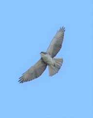 Buteo albigula