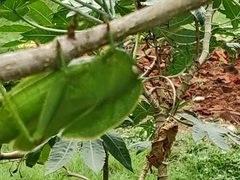 Teratodes monticollis