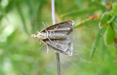 Glaucocharis auriscriptella