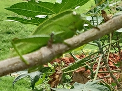 Teratodes monticollis