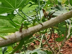 Teratodes monticollis