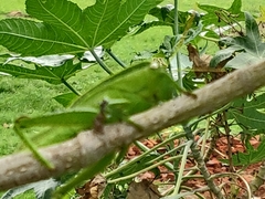 Teratodes monticollis