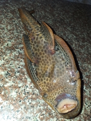 Hypostomus