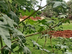 Teratodes monticollis