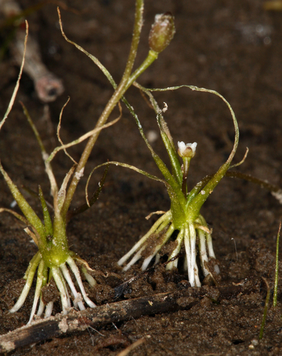 Subularia aquatica iNat (1)