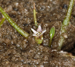 Subularia aquatica americana