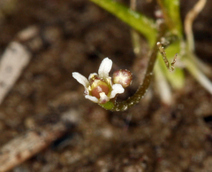 Subularia aquatica americana