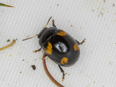 Peltoschema tetraspilotum