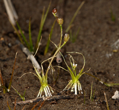 Subularia aquatica americana