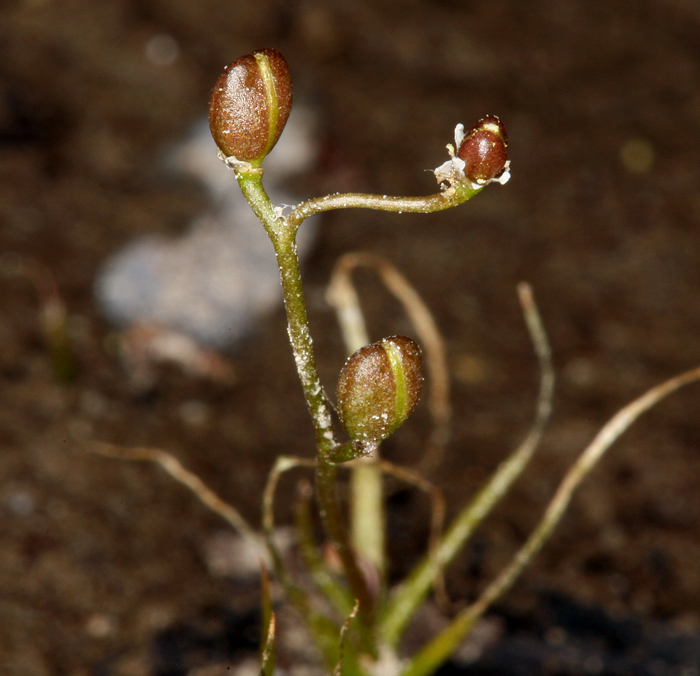 Subularia