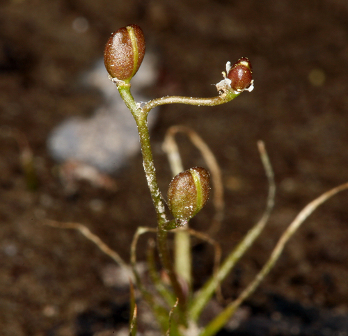 Subularia