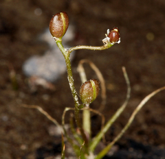 Subularia aquatica americana