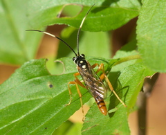 Cratichneumon w-album