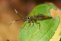 Cratichneumon w-album