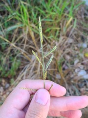 Eriochloa punctata