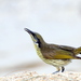 Varied Honeyeater - Photo (c) Michael Mcmaster, some rights reserved (CC BY-NC), uploaded by Michael Mcmaster