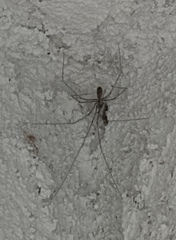 Pholcus phalangioides