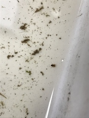 Neoplea striola