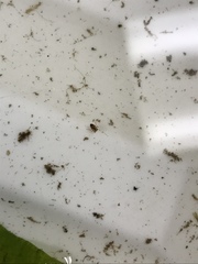 Neoplea striola