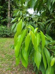 Ocotea leucoxylon
