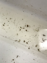 Neoplea striola