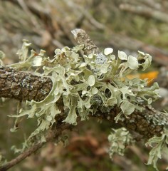 Ramalina inflata