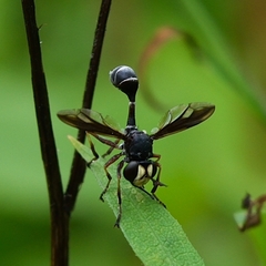 Physocephala furcillata