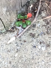 Limonium duriusculum