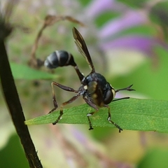 Physocephala furcillata