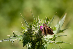 Lerodea eufala concepcionis