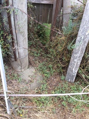 Limonium duriusculum