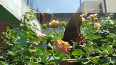 Mimoides thymbraeus aconophos