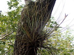 Tillandsia bartramii