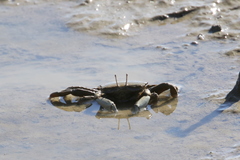 Venitus latreillei