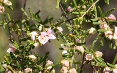 Boronia glabra