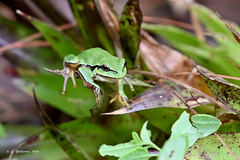 Hyla walkeri