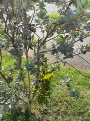 Dendropemon caribaeus