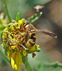Euodynerus hidalgo viereckii