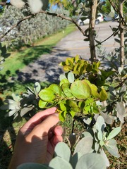 Dendropemon caribaeus