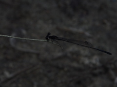 Prodasineura autumnalis