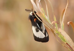 Hemileuca nevadensis