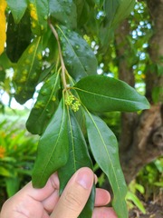 Cordia laevigata