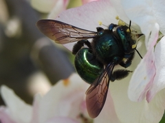 Xylocopa aerata