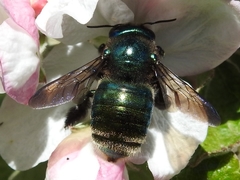 Xylocopa aerata