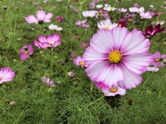 Cosmos bipinnatus