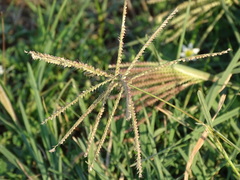 Chloris × subdolichostachya
