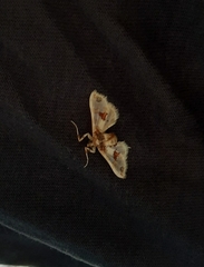 Leucinodes orbonalis