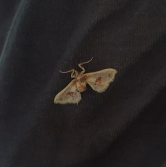 Leucinodes orbonalis