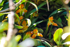 Maxillaria mombachoensis